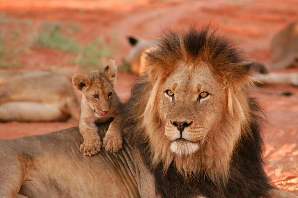 Lion & Cub © Geoff Dalglish