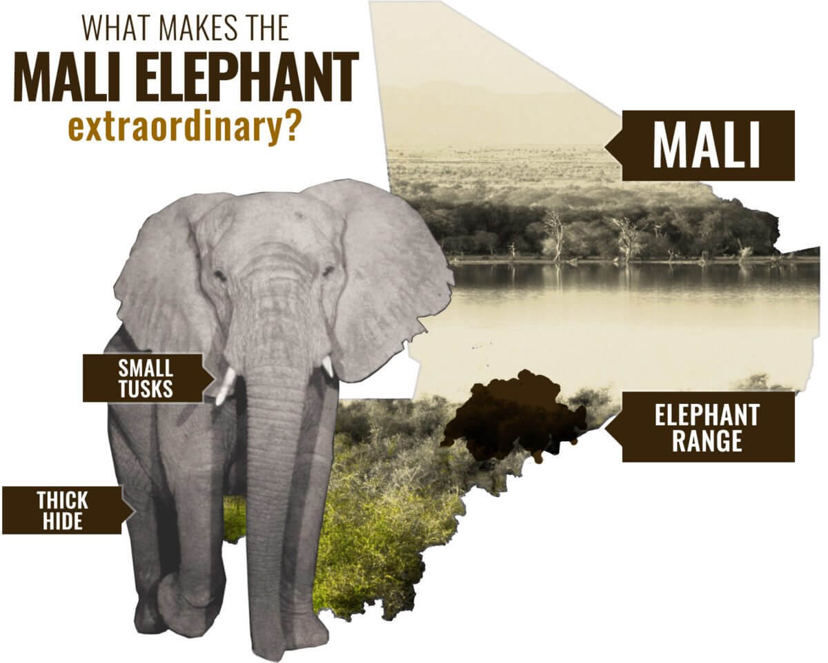 Mali Elephant Project | WILD Foundation