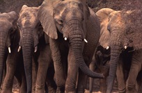 African Nations Unify for Conservation and Anti-Ivory Trade