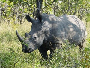 A Devastating Day for the White Rhino