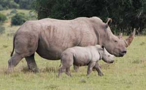 Vietnamese pop duo to help stop horror of rhino poaching