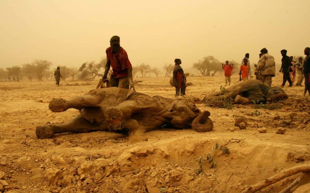 Worst Drought in 26 Years Threatens the Survival of the Last Desert Elephants in West Africa