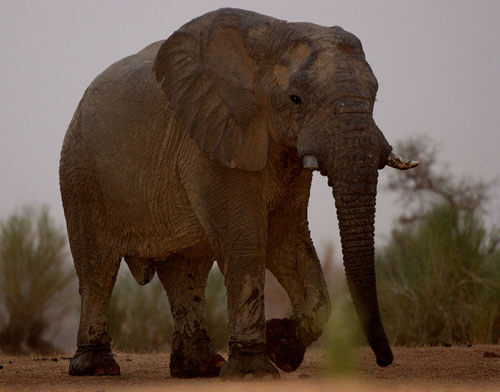 Mali Elephants on the Move, Drought Issue Still Urgent