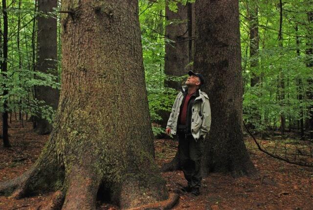 German environmental journalist Till Meyer in old growth forest of native Silver Fir (abies alba), the largest of which is some 6,4 m in circumference.