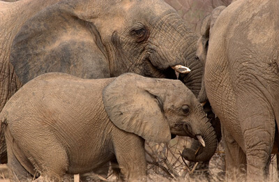 Update on Drought & the Elephants in Mali