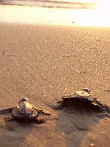 Olive Ridley turtles, in Mexico