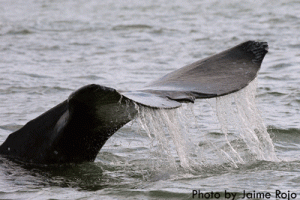 Marine Wilderness – A Powerful Planning Tool