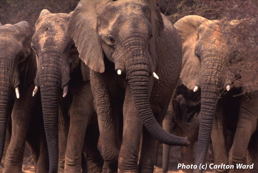 Mali Elephant Project, Photo (c) Carlton Ward