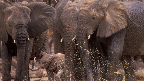 Protected: Note on the poaching incident at Insegueren, Mali