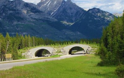 Wildlife Crossing Structures: An Innovative Global Conservation Strategy