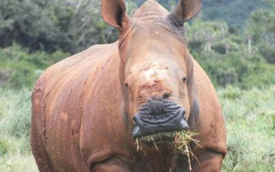 Forever Wild: Rhino recovery project
