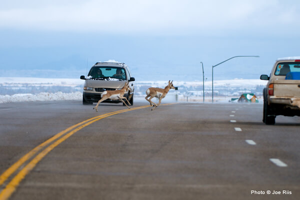 Introducing the Rocky Mountain Wildlife Bridge Company!