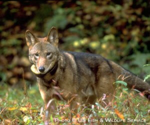 Friends of the Red Wolf