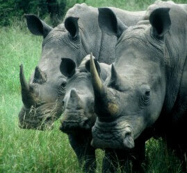 Rhino Protection Update