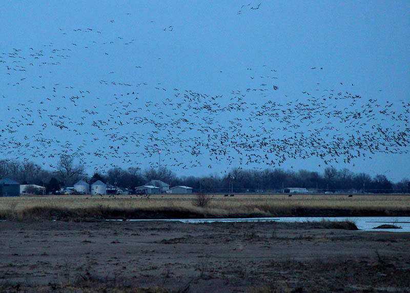 Crane Flock © Ryan Muckenhirn