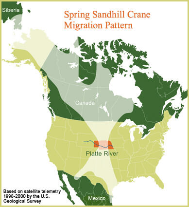Sandhill Crane Migration Pattern