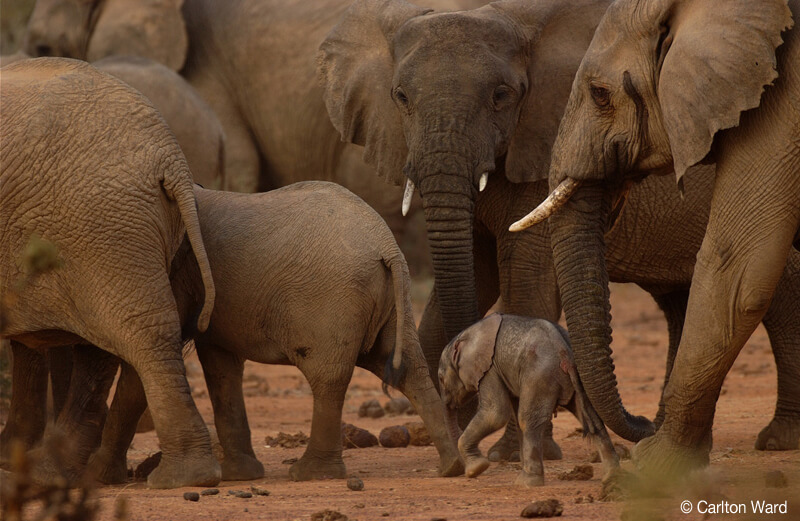 Protected: Our team in Mali announces recommendations for post-war reconciliation; helping re-establish healthy communities & secure desert elephants