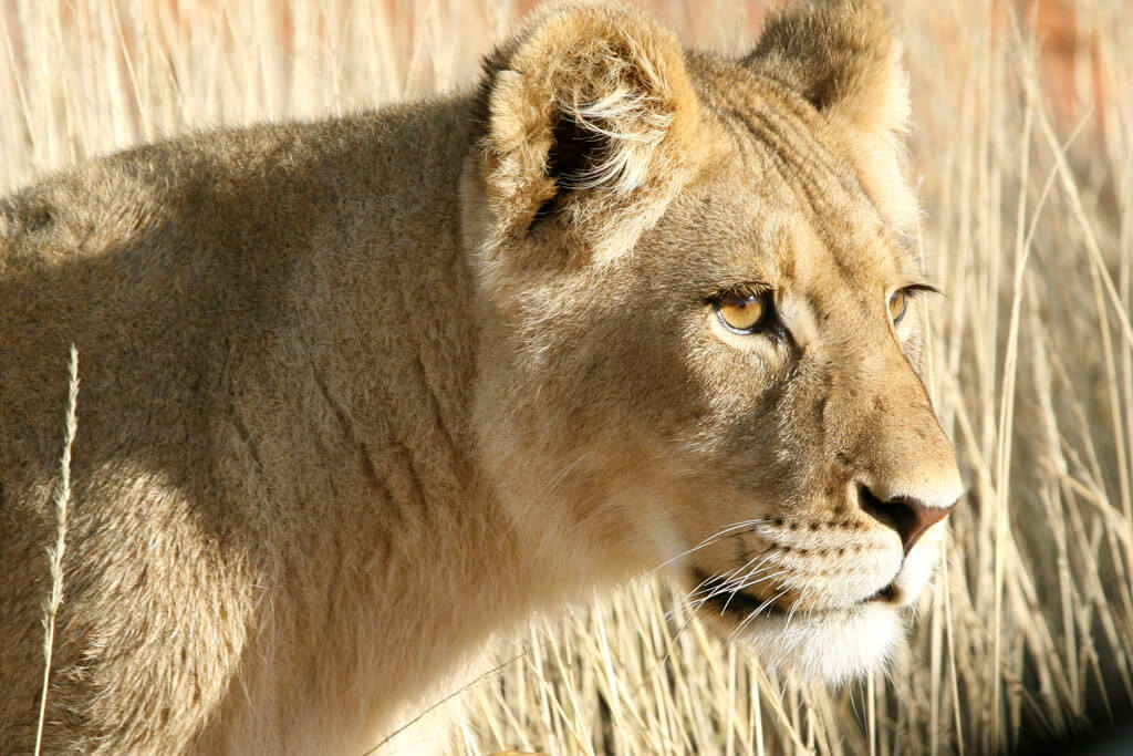 Lioness © Geoff Dalglish