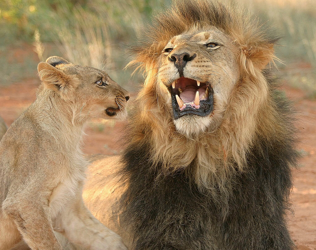 mabua lion © Geoff Dalglish