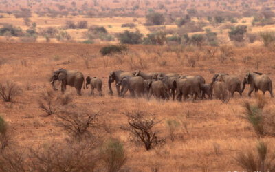 Protected: Protecting Mali’s Desert Elephants: Two Steps Forward, One Step Back