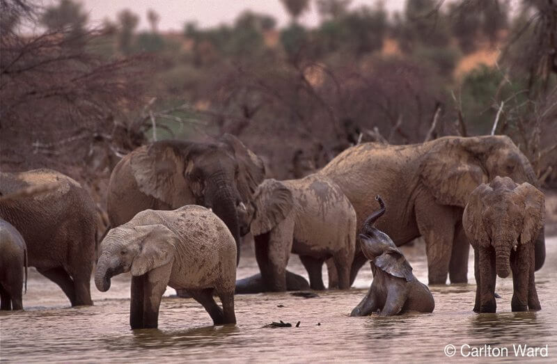 Protected: This Stunning Victory for Elephants Will Make You Believe in the Power of Collaboration