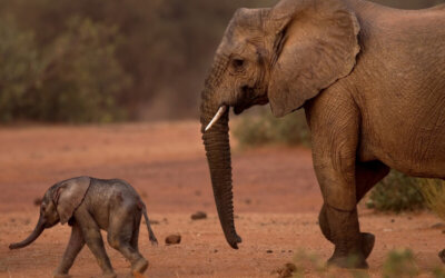 Protected: Mali elephants again under siege