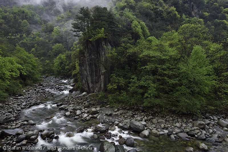 Tangjiahe river, Tangjiahe National Nature Reserve, NNR, Qingchuan County, Sichuan province, China