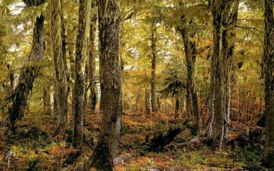 Protecting Earth’s last remaining primary forests