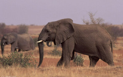 Protected: The Mali Elephant Project wins big!