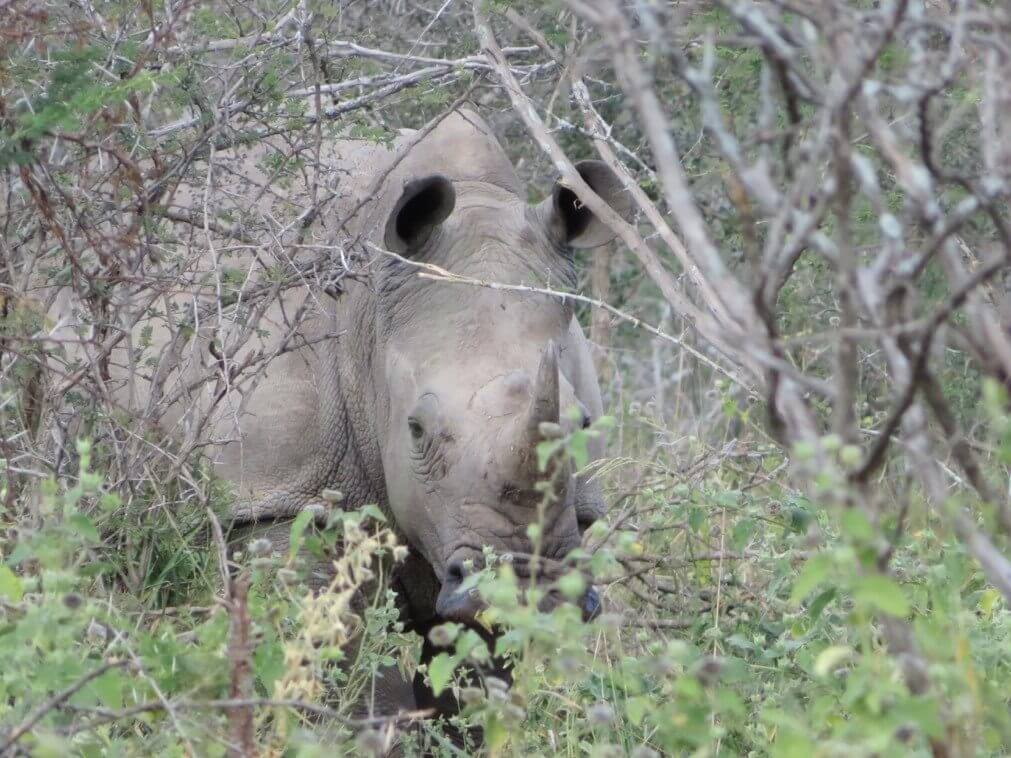 rhino on trail