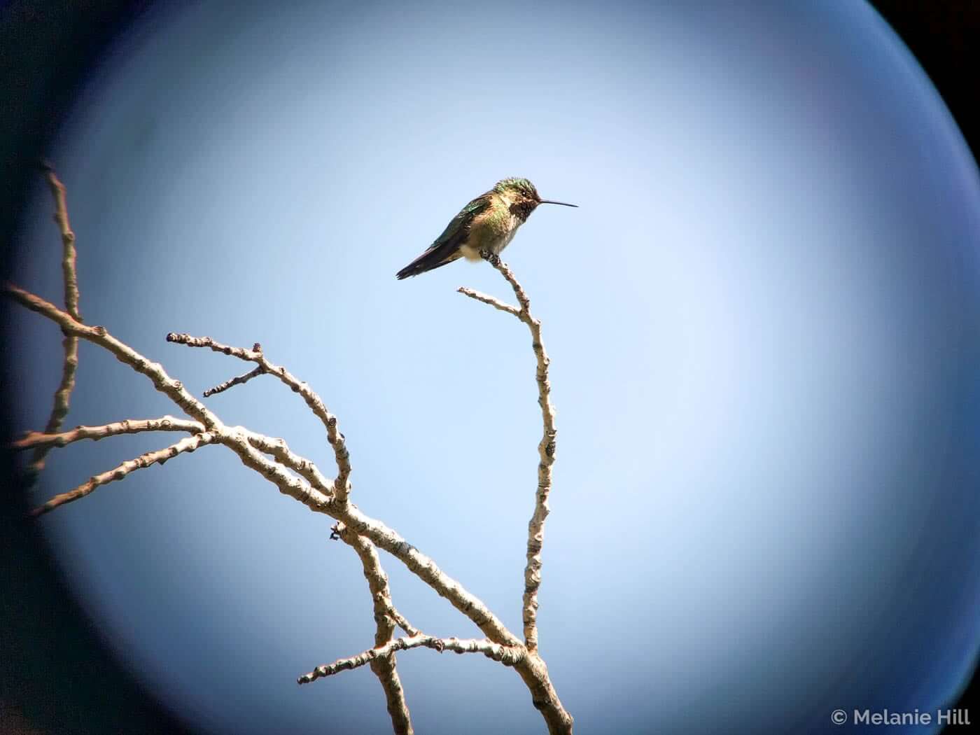 Citizen science is reigniting our connection to wild nature, and to one another