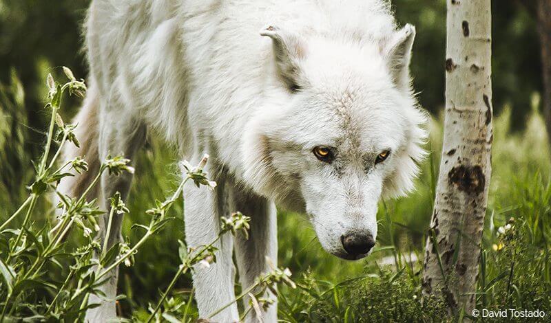 The surprising reason behind the disappearance of wolves in Colorado