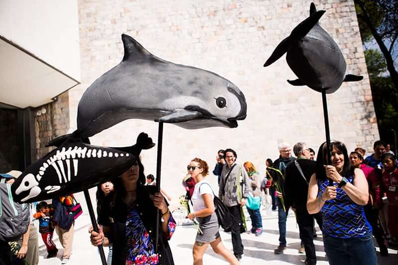 Procession to Honor the Vaquita: A Ritual to Heal our Relationship with Nature