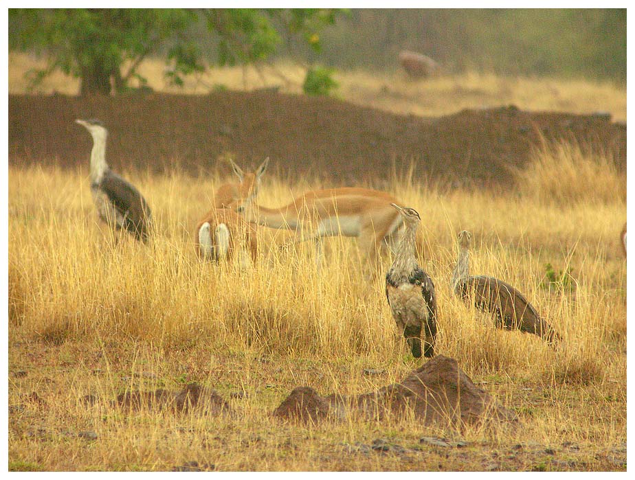 Male and Female Great Indian Bustards in grasslands.