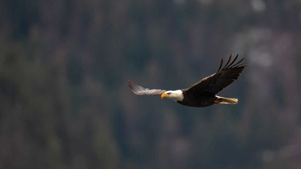 bald eagle flight