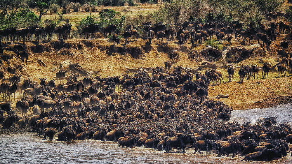 wildebeest crossing river