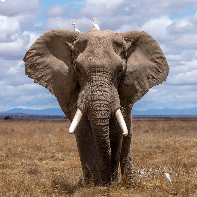 Elephant