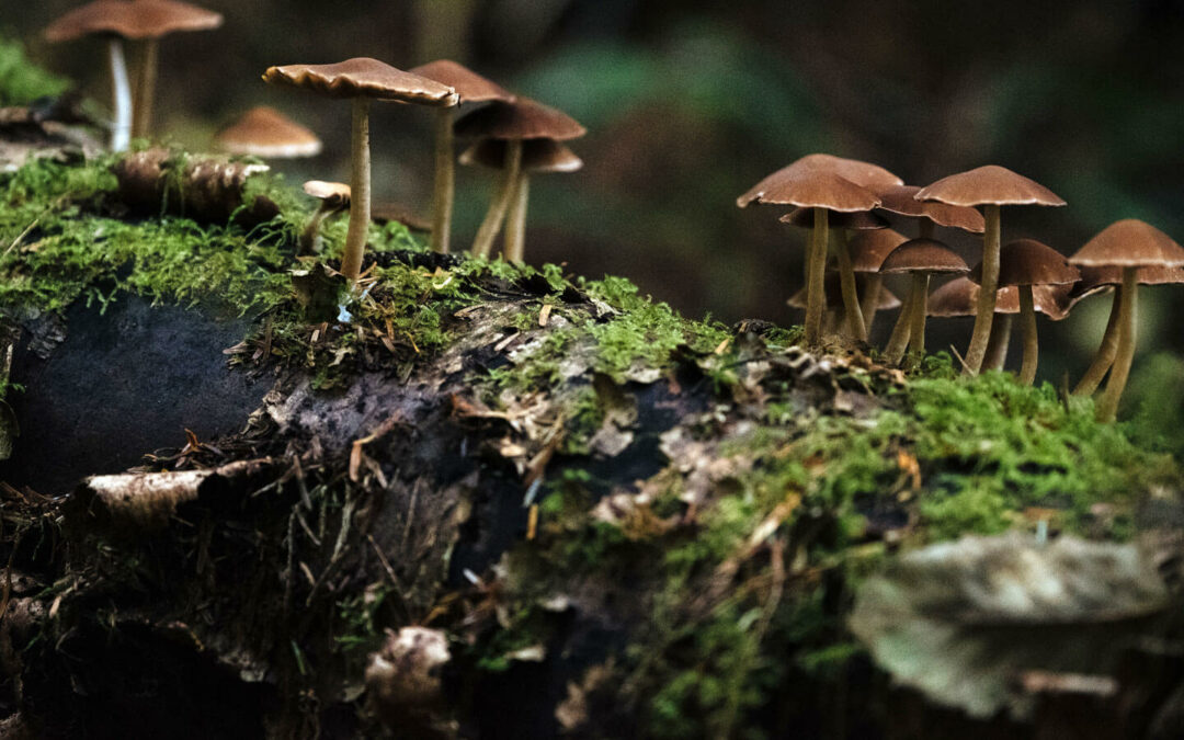 Protecting Wilderness Is Protecting Its Inhabitants: Fungi