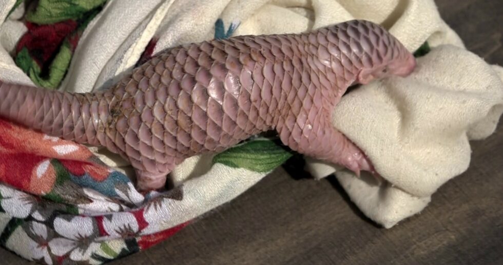 World Pangolin Day Celebration highlighting the rare life in a box ...