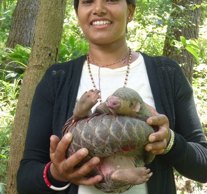 World Pangolin Day Celebration highlighting the rare life in a box: Birth from a confiscated Chinese pangolin in Nepal