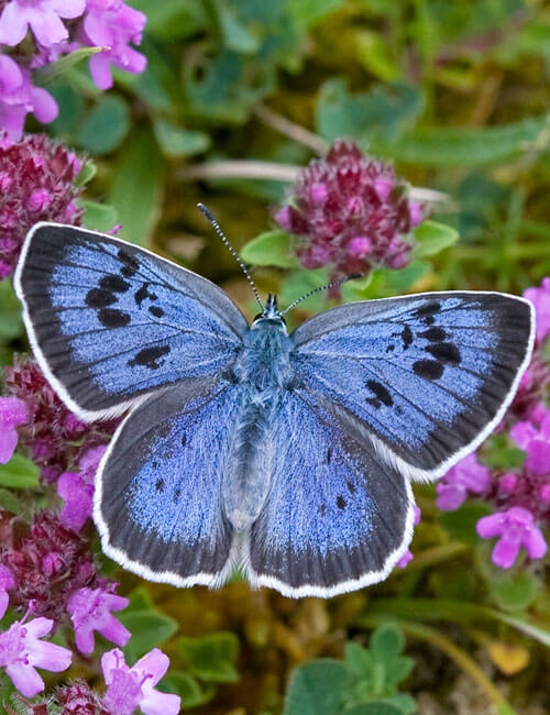 Large Blue Butterfly