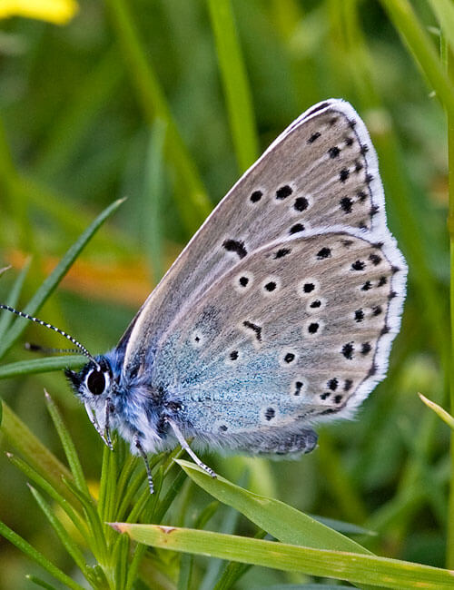 Large Blue Butterfly