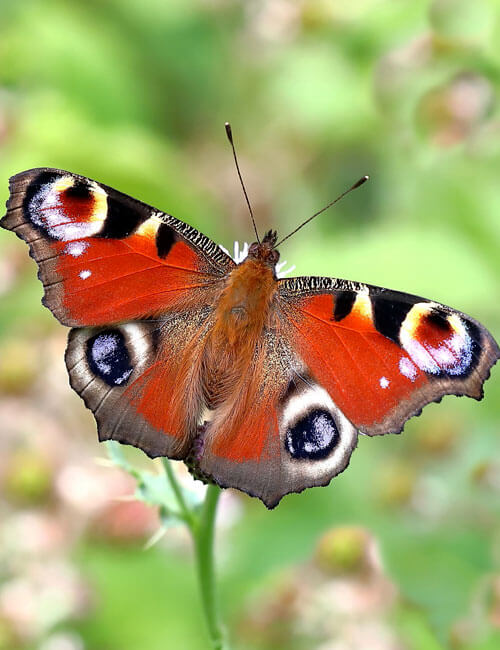 Peacock Butterfly