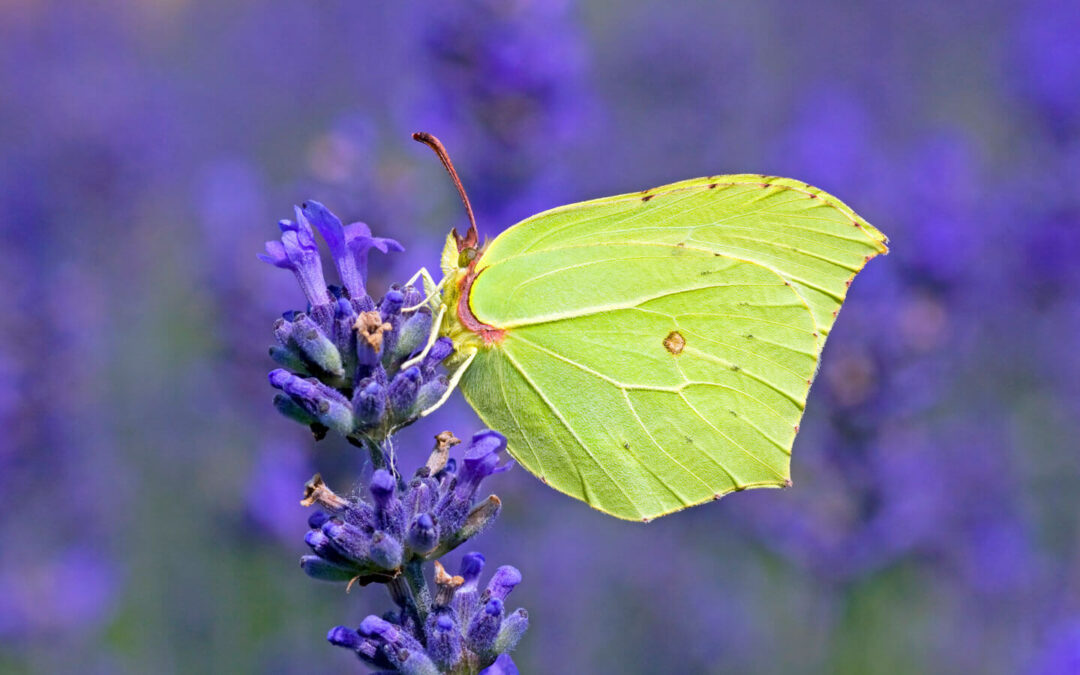 Protecting Wilderness Is Protecting Its Inhabitants: Butterflies