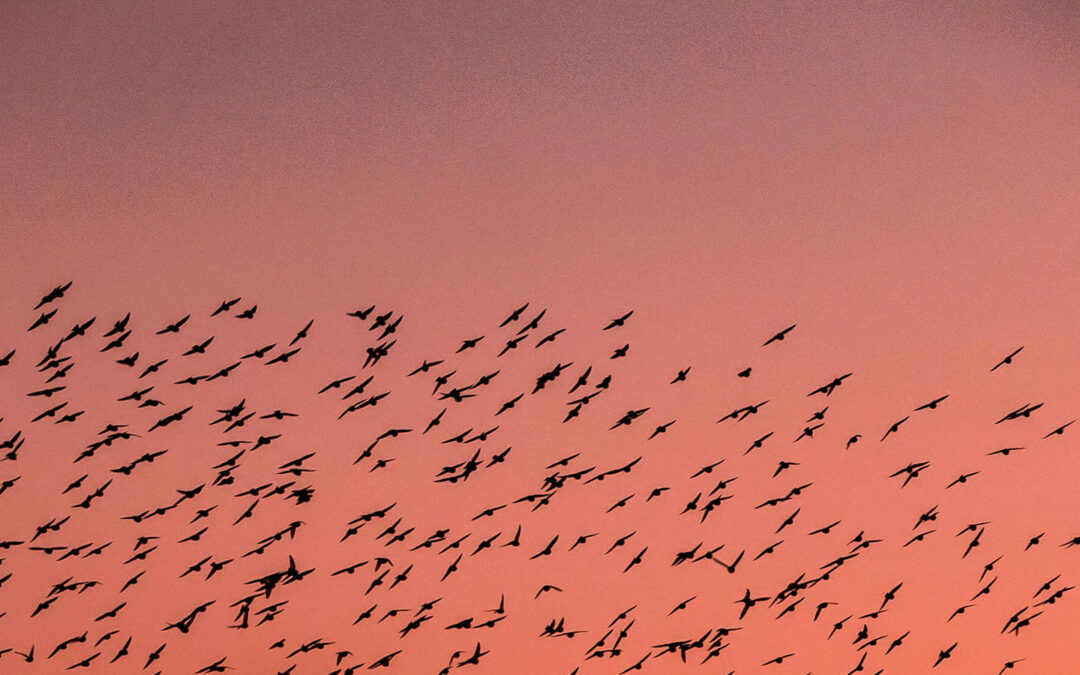 Swarming Starlings at the IUCN