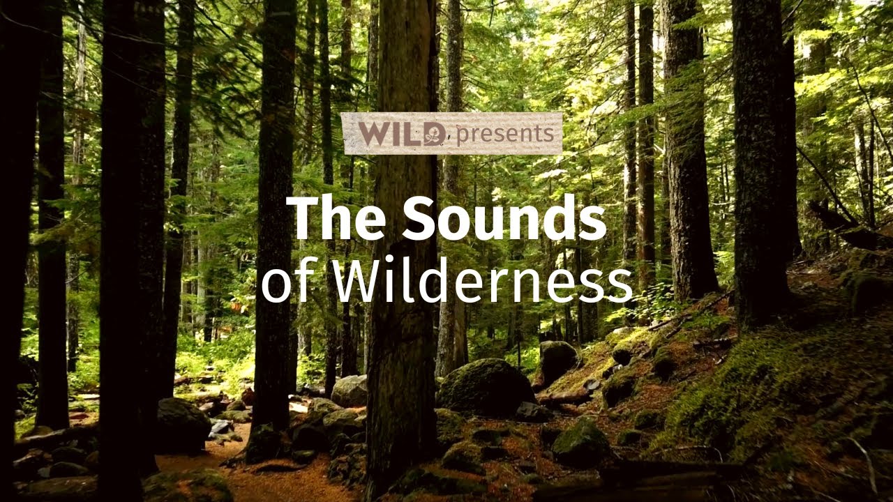 The Sounds of Wilderness