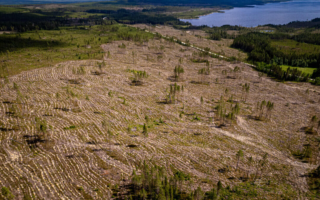 Swedish Forest Company SCA’s Exit from FSC Certification