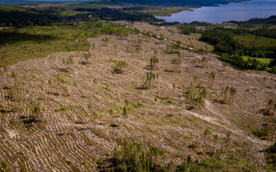 Swedish Forest Company SCA’s Exit from FSC Certification