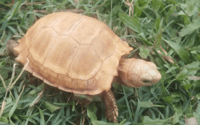 World Turtle Day with Aayush Dhungana