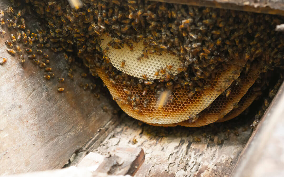 Celebrating World Bee Day with Aruna Bangura